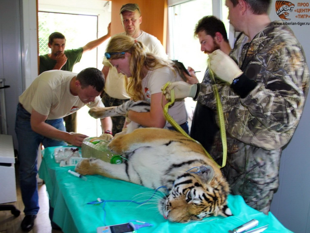 Тигрицу Филиппу выпустят в приморскую тайгу в 2017 году