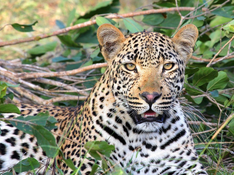 Ещё одну леопардессу обнаружили в Приморье