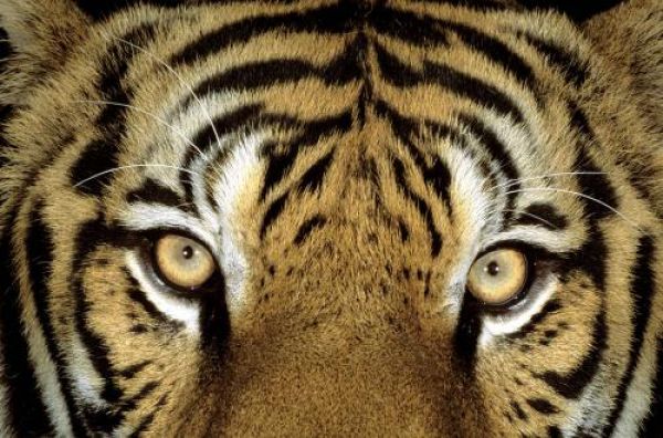 Опубликовано уникальное видео с амурским тигром в Приморье