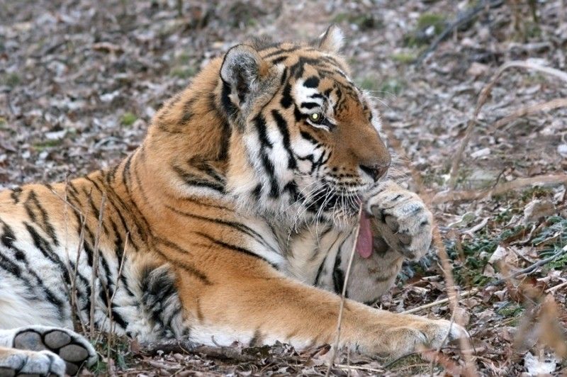 Пойманного под Артёмом тигра успешно выпустили обратно в тайгу
