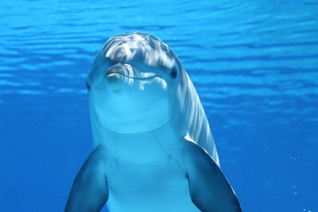 Стали известны подробности гибели дельфинов в Приморском океанариуме