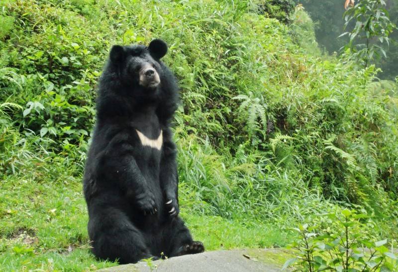 В Приморском сафари-парке открылся парк гималайских медведей
