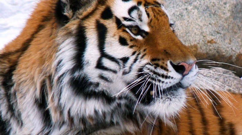 В Уссурийске живой тигр обнюхал бронзового