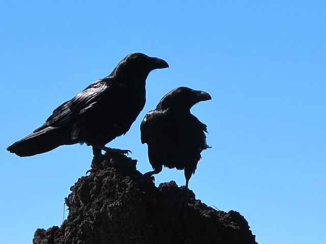 В Приморье ворона выдала судебным приставам алиментщицу