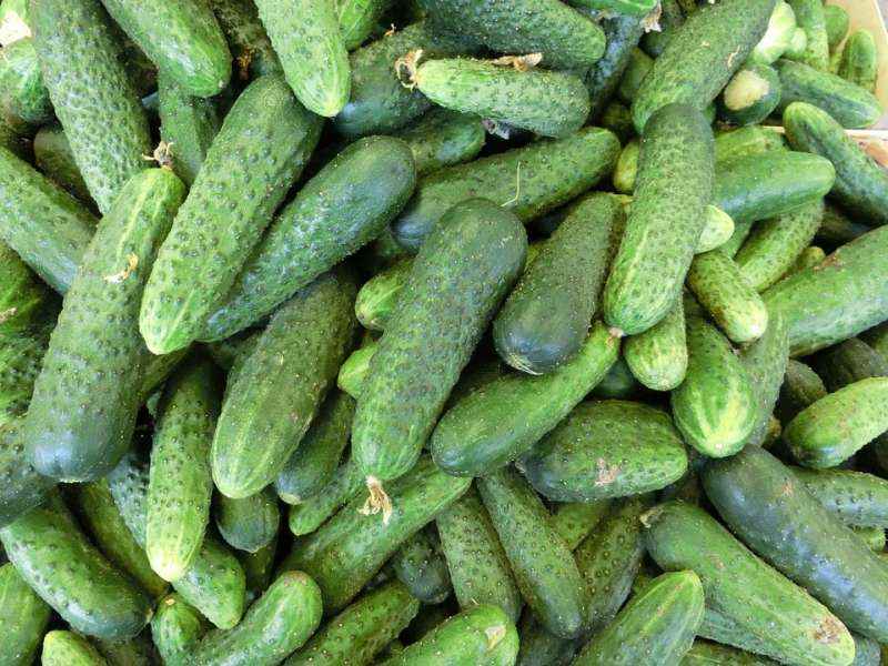 Приморцев предупредили: суражевские овощи могут навсегда исчезнуть с прилавков