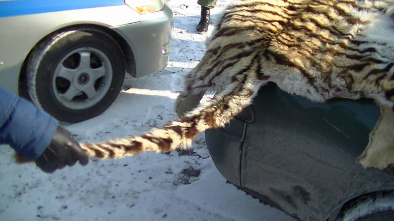 Сотрудники ФСБ и полиции задержали приморца, который хотел продать шкуру амурского тигра