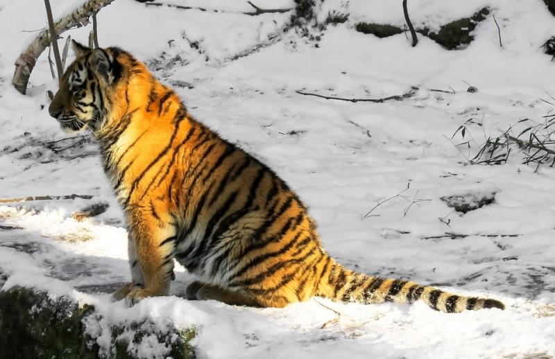 Потерявшегося в Приморье тигрёнка спасли специалисты