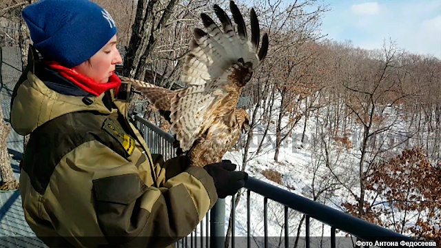 Хищных птиц выпустили на свободу в Приморском сафари-парке