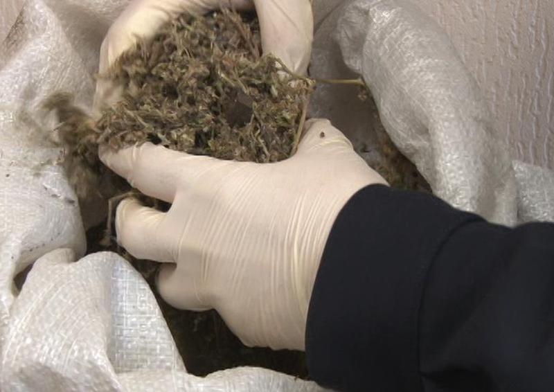 В Приморье полицейские изъяли у мужчины больше килограмма марихуаны