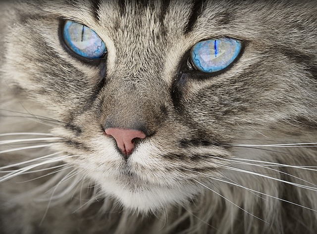 Жительница Владивостока довела своих кошек: у одной полностью сгнил глаз, а у другой выпали все зубы
