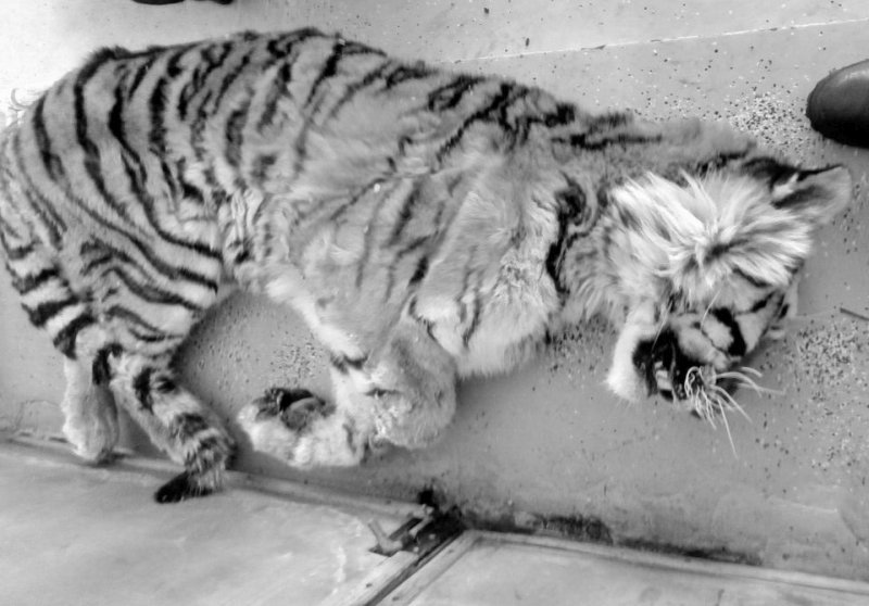 В Приморье раненый тигр просил помощи у людей