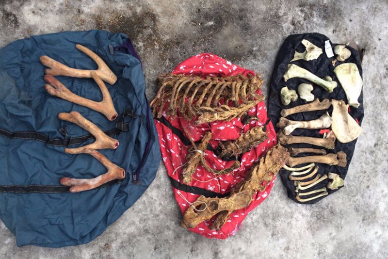 В Приморье у гражданина Китая изъяли кости амурского тигра