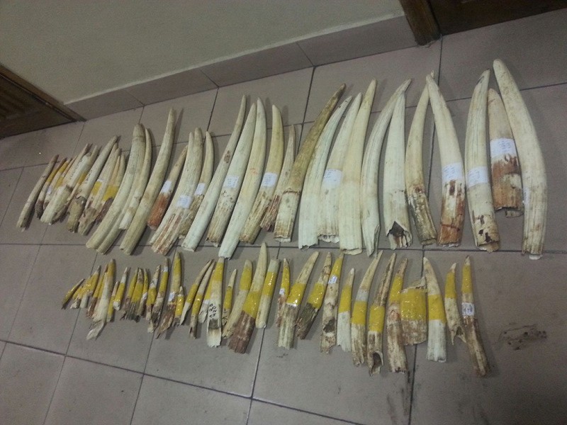 В Приморье пресекли попытку вывоза в КНР огромного количества частей тел редких животных