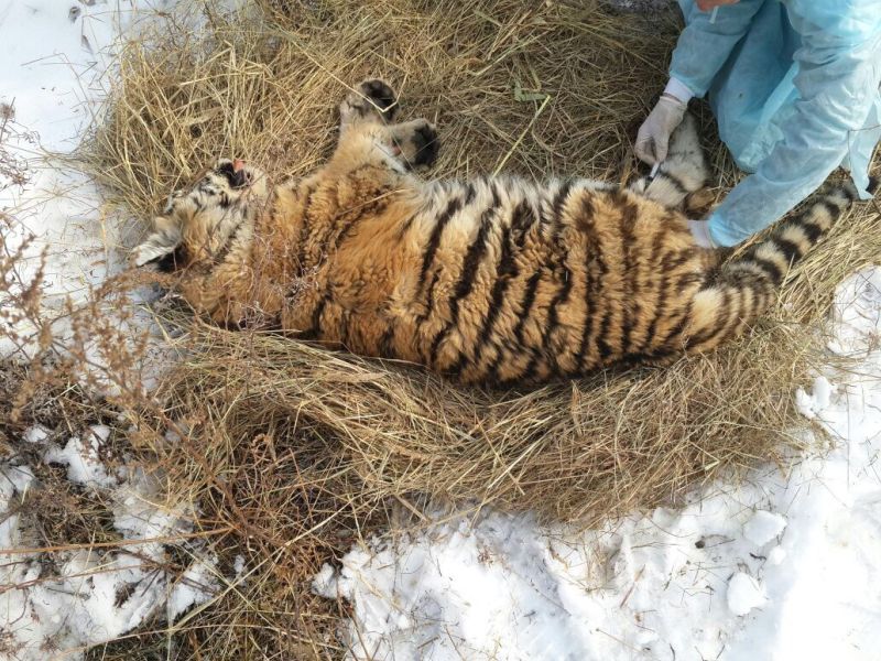Раненый в Приморье тигрёнок пошёл на поправку
