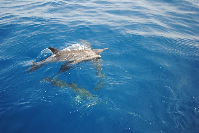 Новую шоу-программу с участием морских млекопитающих представят в Приморском океанариуме