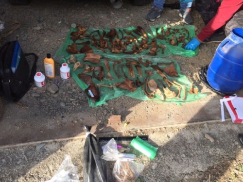 В Приморье у гражданина КНР изъяли более 120 костей тигра