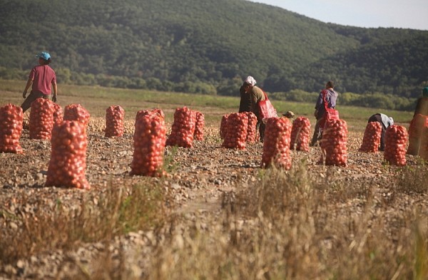 В Приморье посадили более 2,5 тысяч гектаров картофеля
