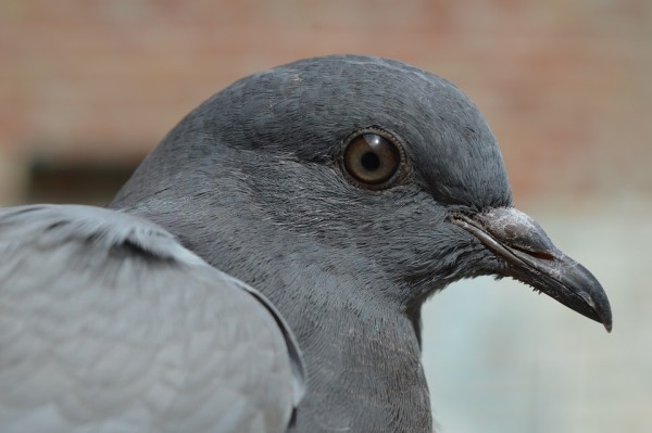 «Освободите птиц!»: замурованных голубей увидели в Приморье — фото