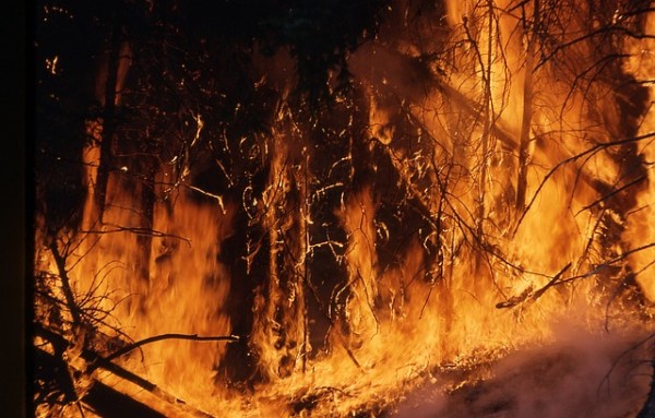 В Приморье 7 мая потушили четыре из шести лесных пожаров