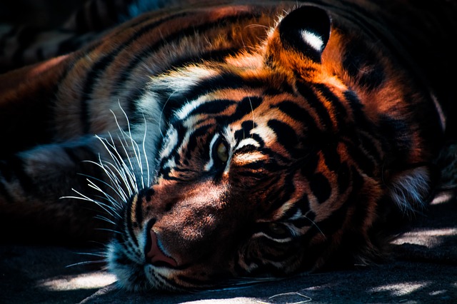 Шкуру тигра выставили посушиться за окном в Приморье