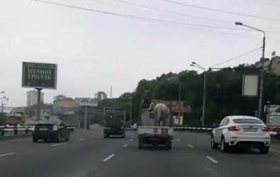 Во Владивостоке опасным способом перевозили лошадь