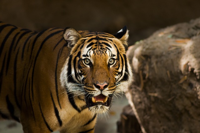В Приморье охотник убил тигра, который напал на него