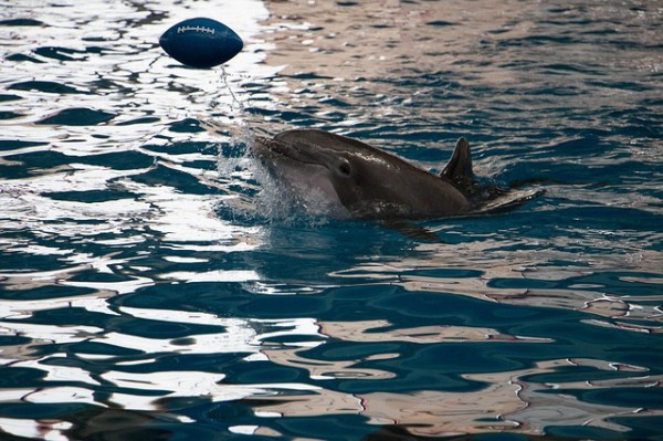 Приморский океанариум сообщил о гибели дельфина Ами