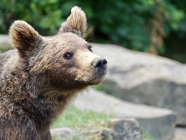 В Магаданской области застрелили медвежонка