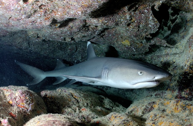 В Приморском океанариуме поселились три акулы