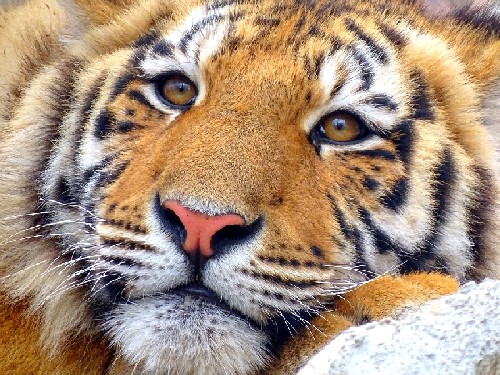 Губернатор Приморья: популяция амурских тигров на Дальнем Востоке увеличилась до 550 особей