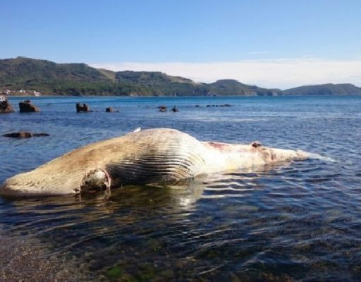 Специалисты установят причины гибели кита, труп которого обнаружили в Приморье