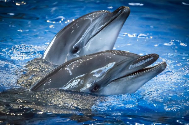 В Приморском океанариуме умер ещё один дельфин. Директор подал в отставку