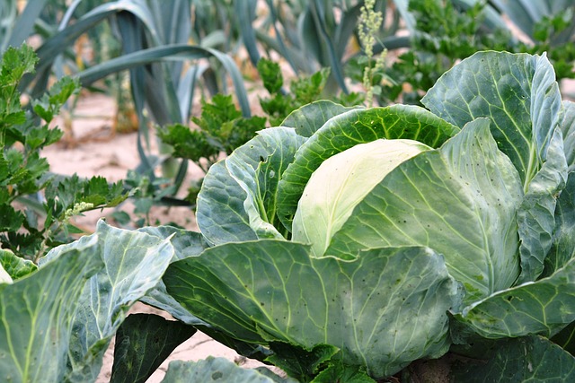 Что нужно помнить при выращивании капусты?