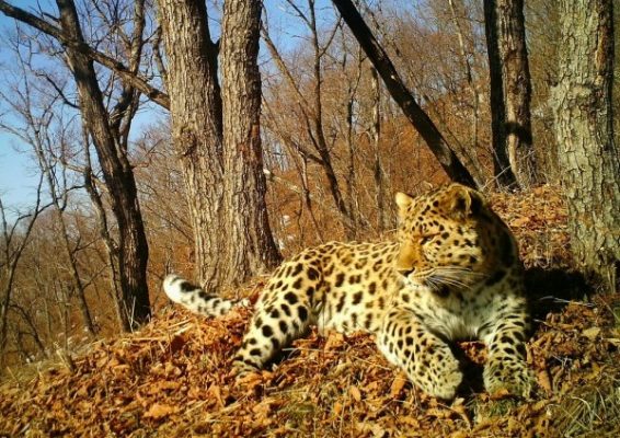 В Приморье фотоловушка впервые зафиксировала «пение» дальневосточного леопарда