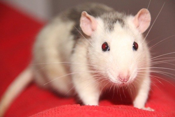 «Общежитие» обнаглевших крыс обнаружили в самом центре Владивостока