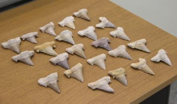 Зубы доисторической акулы передали уссурийские таможенники в музей ДВФУ