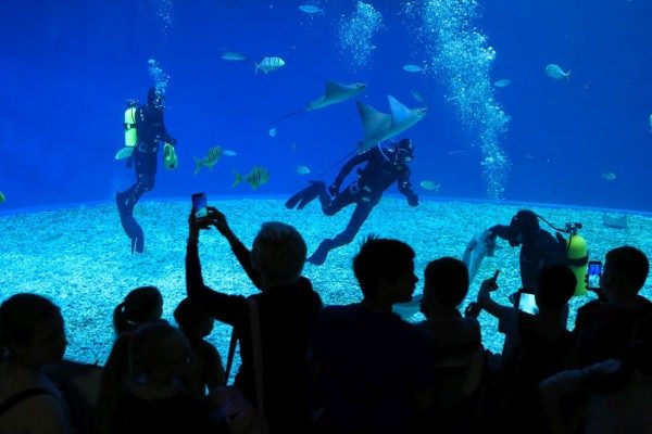 Участники шоу «Танцы со скатами» попросили гостей Приморского океанариума не использовать вспышки