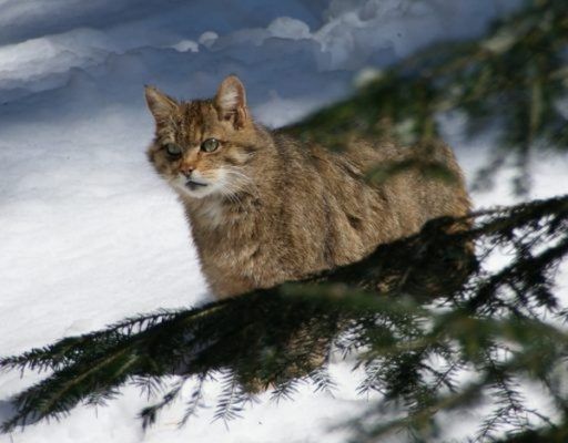 В Приморье дерзкого лесного кота, который задавил 14 кур, подлечат и выпустят на свободу