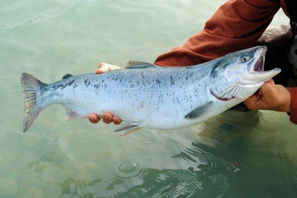 Международный холдинг Ginza Project заявил о планах построить рыбный рынок в Приморье