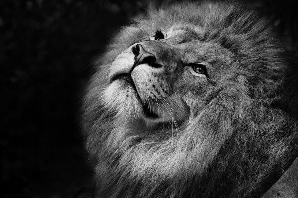 Лев, африканский лев, животное