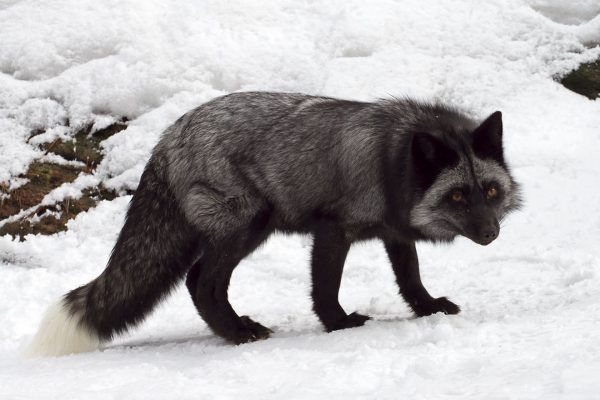 Во Владивостоке из зоопарка сбежала чёрная лиса
