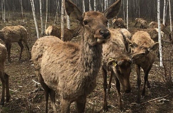 Тысячи оленей на Ямале оказались под угрозой голодной смерти