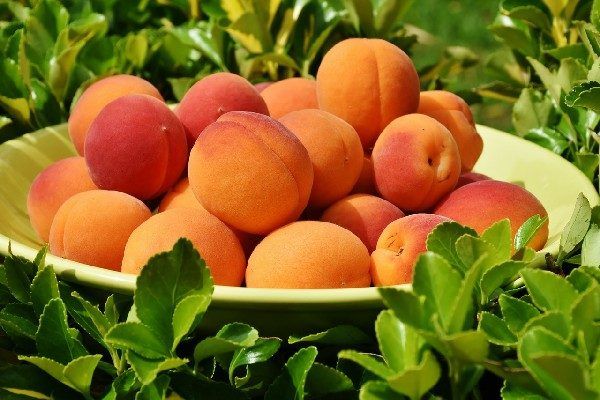 Владивостокцев будут учить выращивать персики и абрикосы