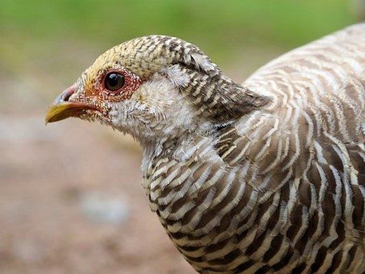 Жёсткое ДТП в Приморье: большая птица врезалась в лобовое стекло иномарки