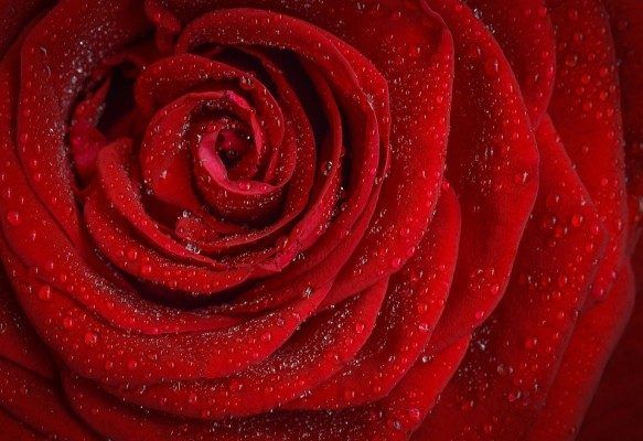 Пальму и красные розы вырастили во «вредном» цехе локомотиворемонтного завода в Приморье