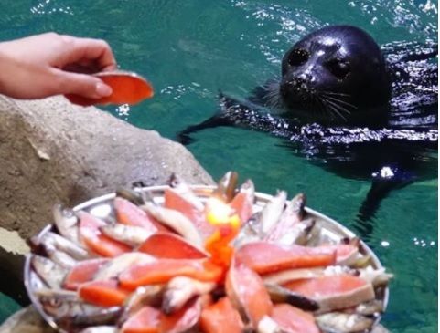 В Приморском океанариуме отпраздновали день рождения трёх нерп