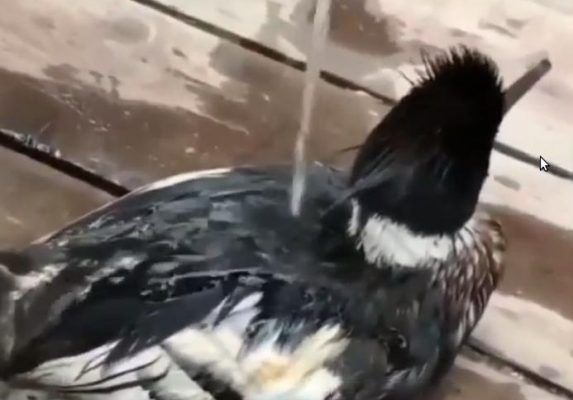 Неравнодушные жители Владивостока пришли на помощь птице, которая оказалась в мазутной ловушке