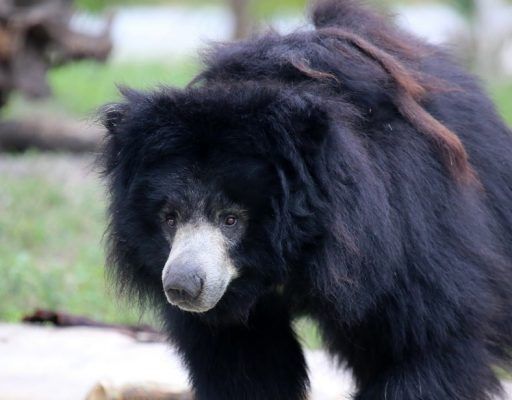 Купание гималайского медведя записали на видео в Приморском сафари-парке