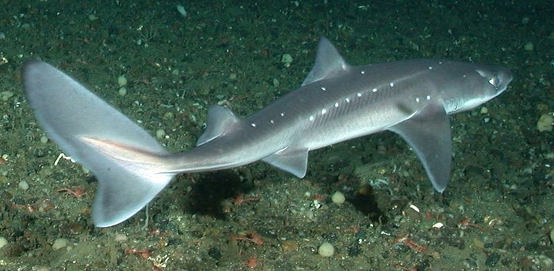 В Приморье в сети к рыбакам попали две колючие акулы