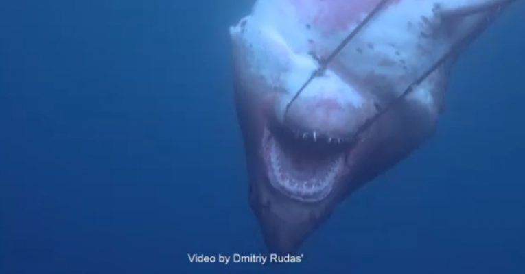 Шокирующее видео: в Приморье засняли погибшую акулу